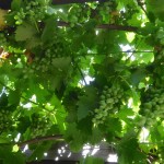 Grapevine