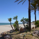 Nacho-beach-palms-1024x768